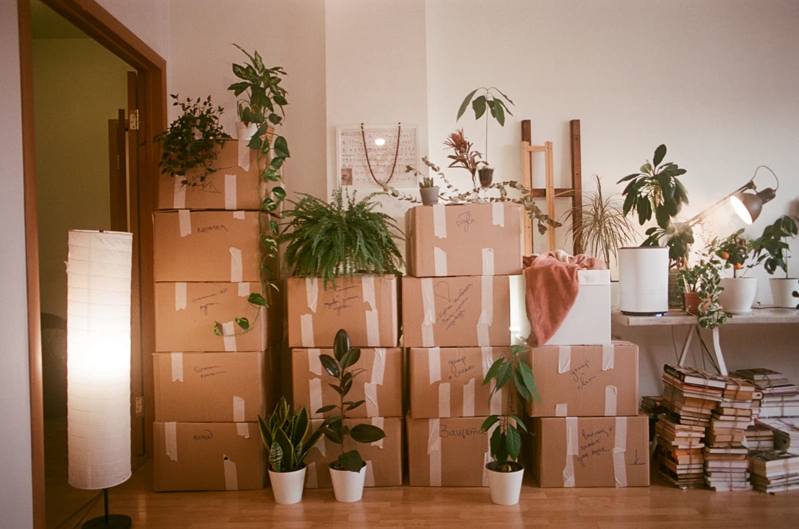 A living room full of packed moving boxes and house plants